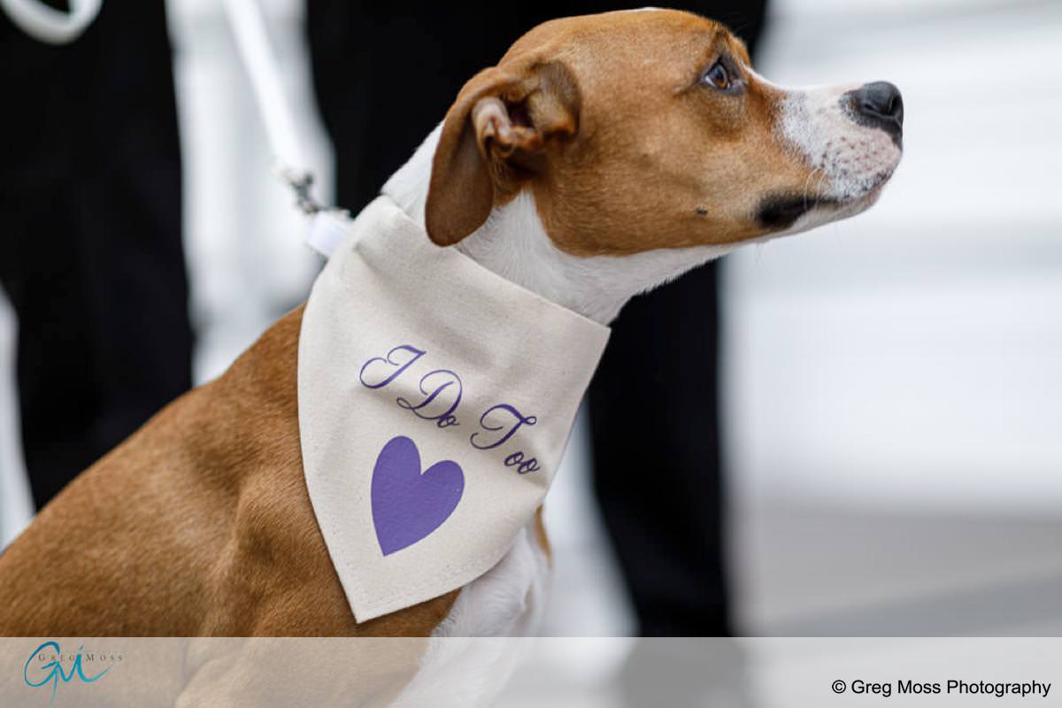 Puppy with "I do too" scarf on during ceremony