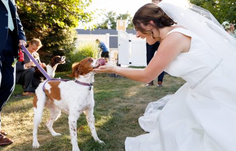 A bride in a white dress pets a brown and white dog outdoors. Other people and a second dog are visible in the background, with a white fence and greenery surrounding the scene.